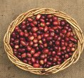Wheataster