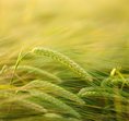 Wheataster