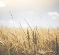 Wheataster