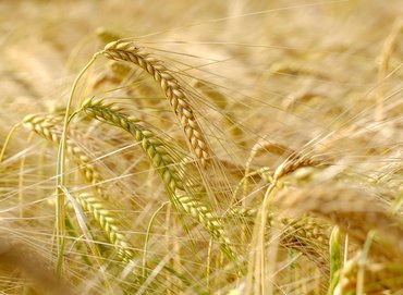 Wheataster