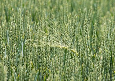 Wheataster