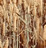 Wheataster