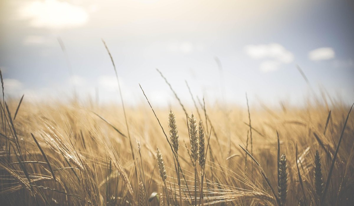 Wheataster
