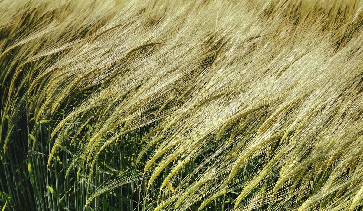 Wheataster