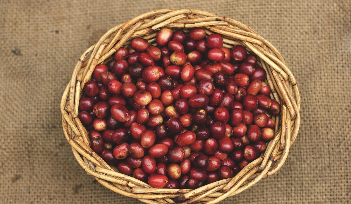 Wheataster
