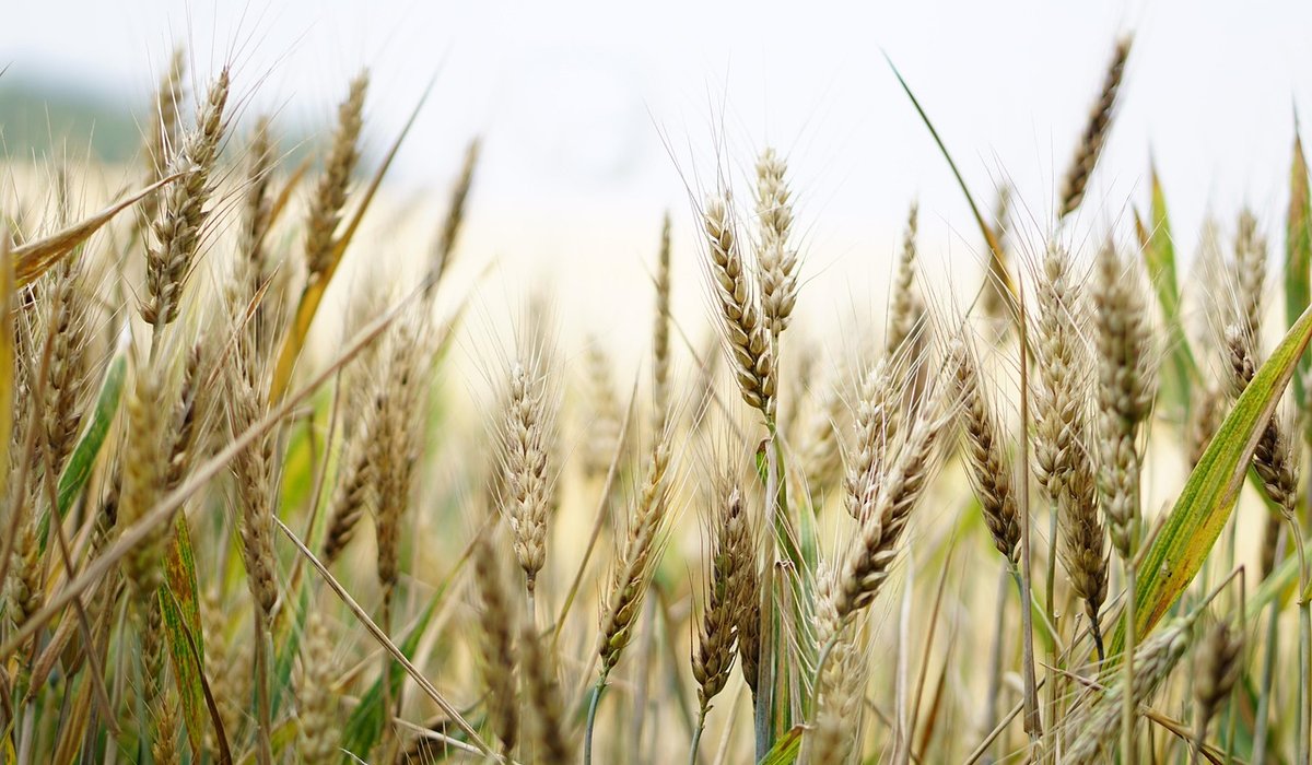 Wheataster