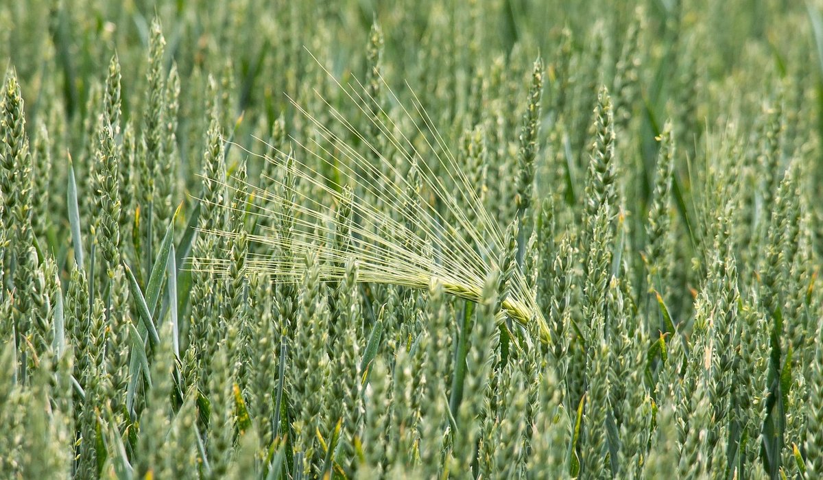Wheataster
